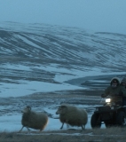 Rams is Iceland’s Oscars hopeful - Oscars 2016 – Iceland